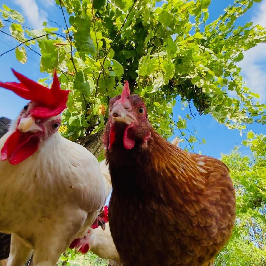 Agriturismo Ca Du Chittu Carro エクステリア 写真